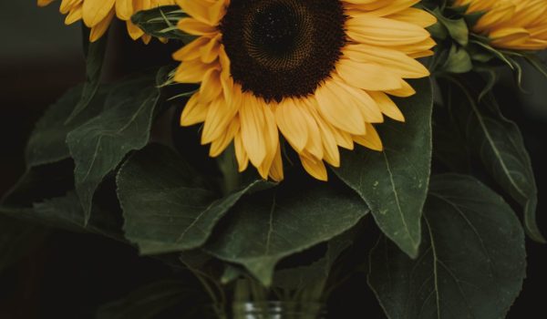 pexels-fotografierende-1390433-scaled-1.jpg